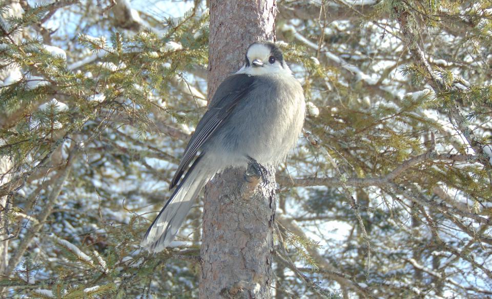 A canada jay on a tree branch