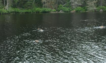 Puffer Pond is one of the Siamese Ponds.