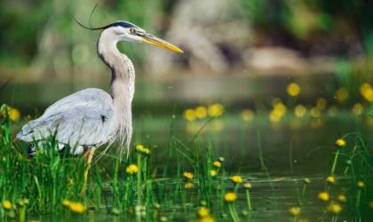 A large crane-like bird in the water surrounded by yellow flowers