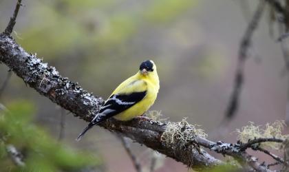 A yellow and black song bird sits on a tree