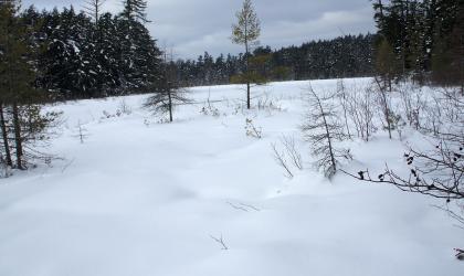 Hitchins Pond is a fine combined ski and shoe in the winter.