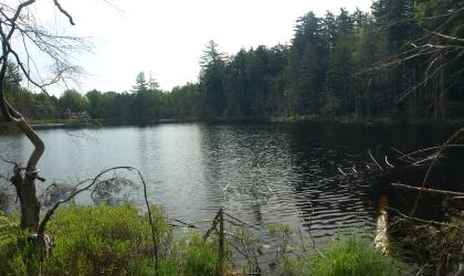 The view of a small pond surrounded by trees.