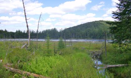 The view of a wetland area by a small lake