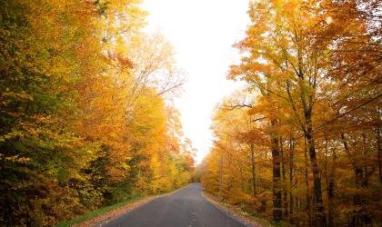 A road surround by bright orange trees in the fall