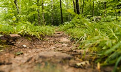 A close-up view of a dirt trail and grass on either side