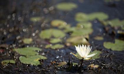 A white flowering pond plant