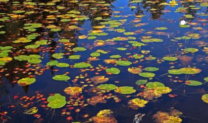 Lily pads dot the water.