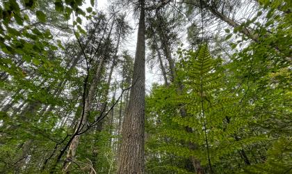 Large pine trees towering above