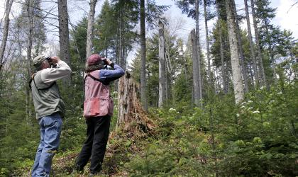 People birding in the woods