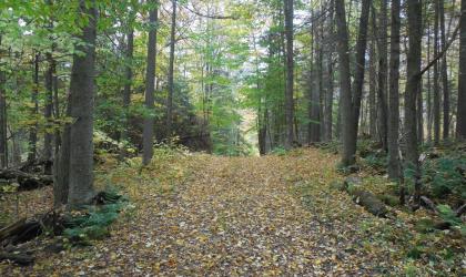 A wide and forested trail