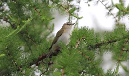 A bird nestled in a tree