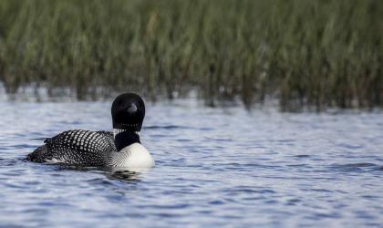 A loon breaking the fourth wall