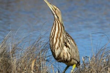 A bird standing on the bank by the water with a long slender beak up in the air and with multi-colored&#44; brown feathers that appear to make a striped pattern down his neck