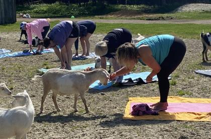 People doing a yoga pose with one of the ladies petting a goat that is in front of her