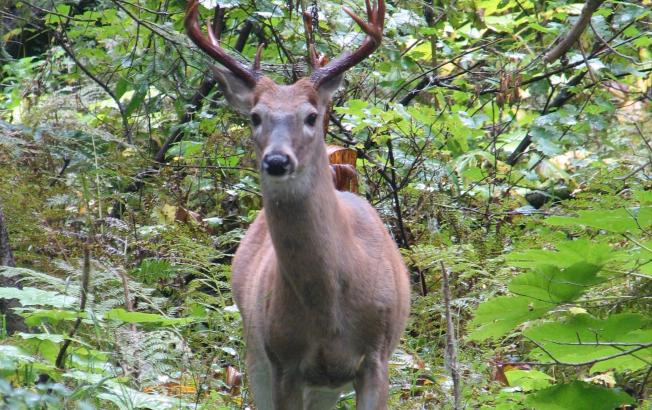 A deer stares out from the woods.