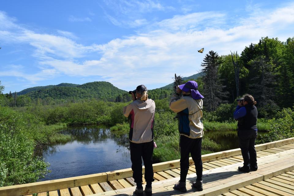 A group of birders watch the sky through binoculars through marsh fields.