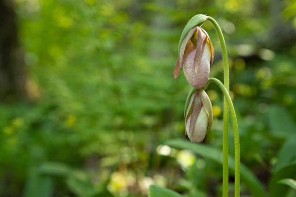 A close up of flowers budding.