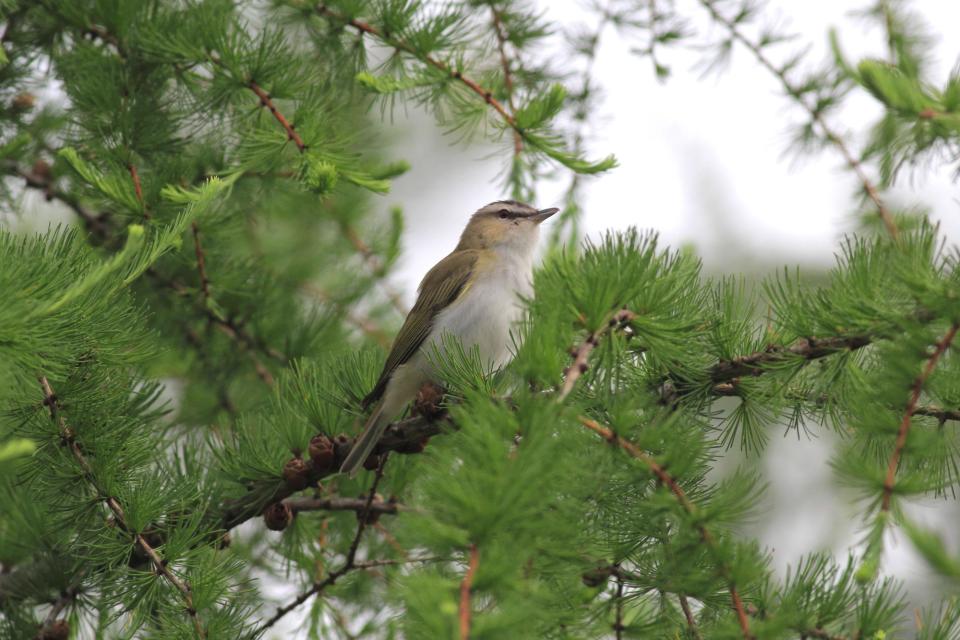 A bird looks out from a tree branch.