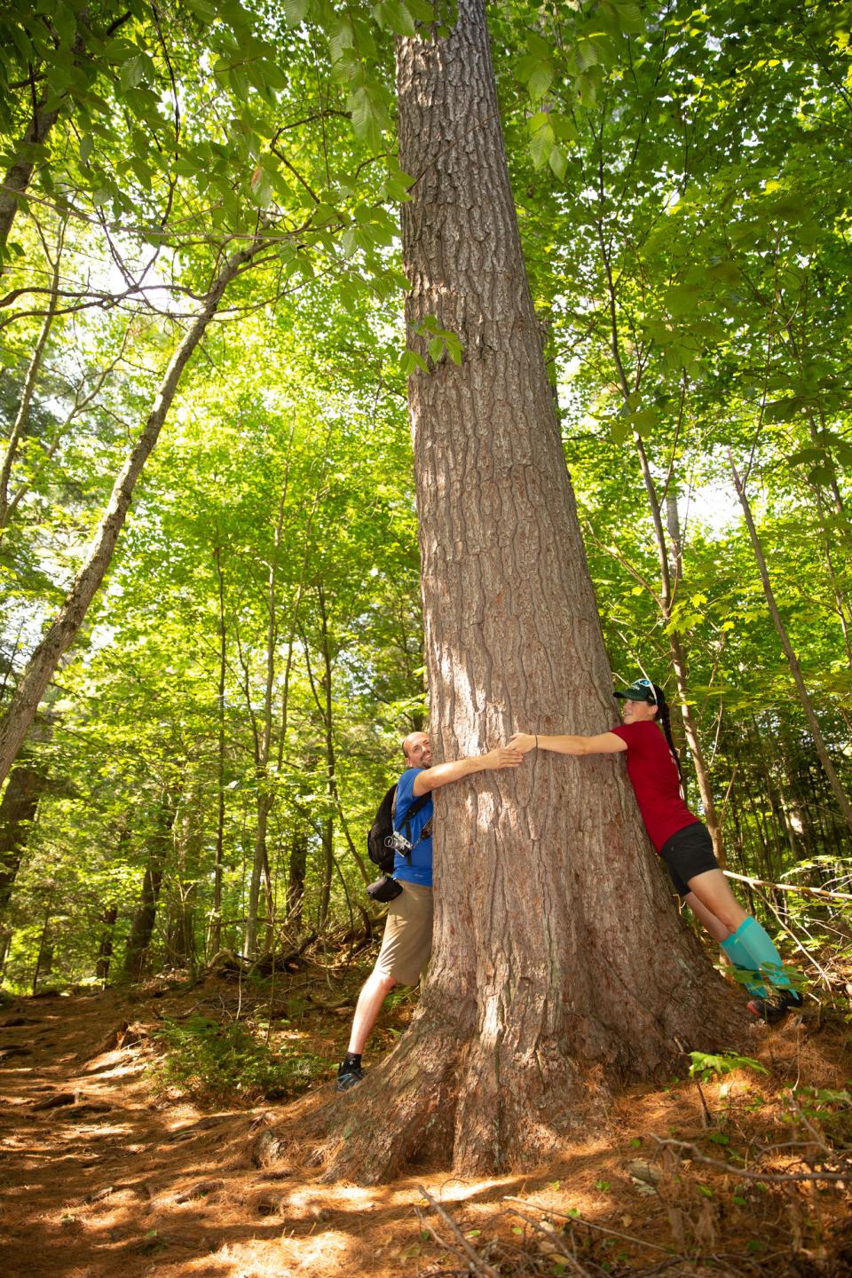 A man and woman hug a giant tree together at Cathedral Pines.