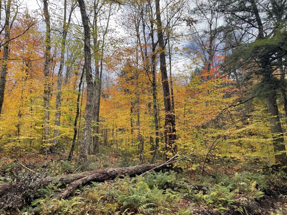 A forest shows yellow and orange fall foliage.