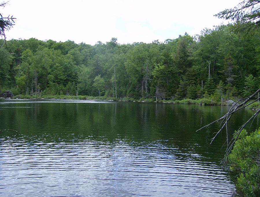 Wakley Pond