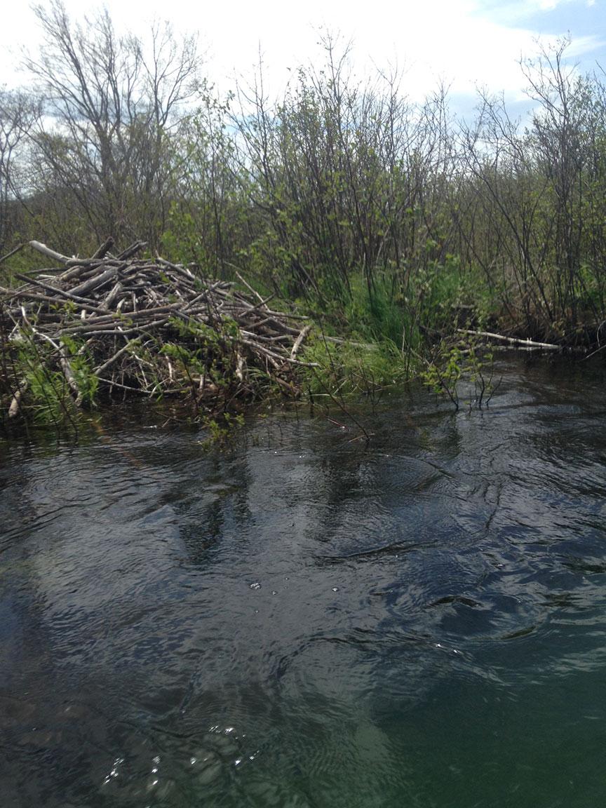 Beaver dams dot the shores of the Kunjamuk.