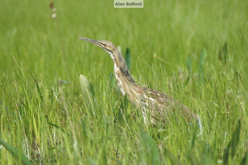 American Bitterns have been adding their pumping calls to marshes and wetlands across the region.