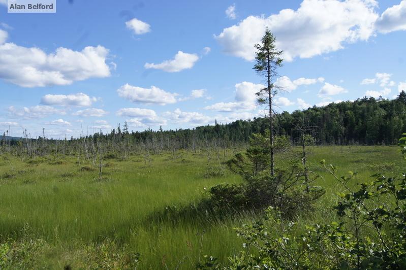 Horseshoe Bog