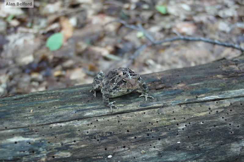 American Toad