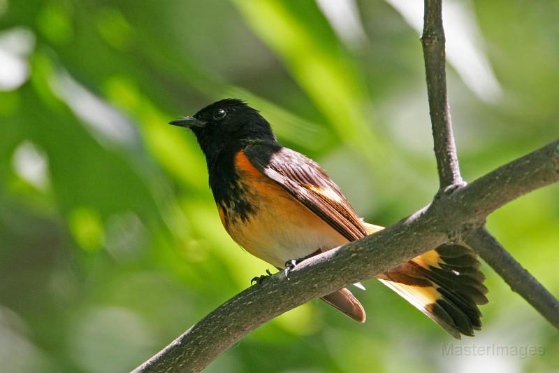 American Redstarts