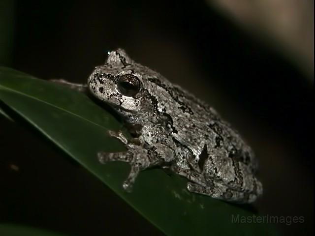 OK Slip Falls Gray Tree Frog