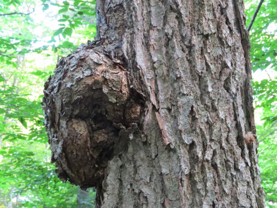 OK Slip Falls Burl