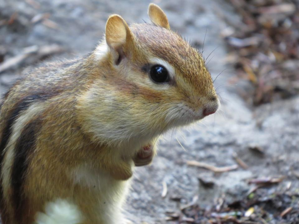 OK Slip Falls Eastern Chipmunk