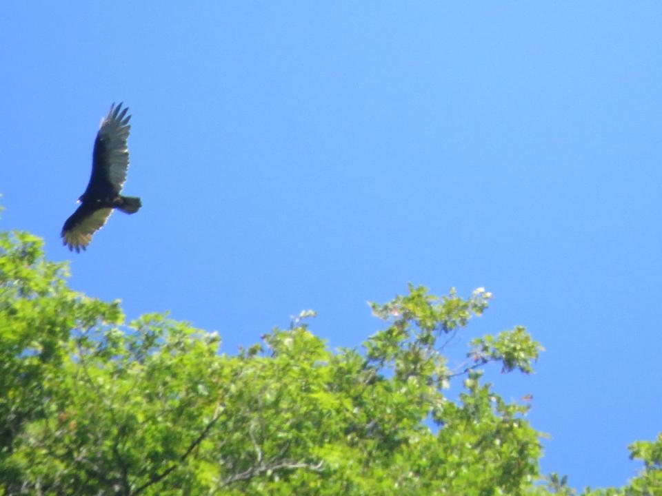 OK Slip Falls Turkey Vulture over Hudson River