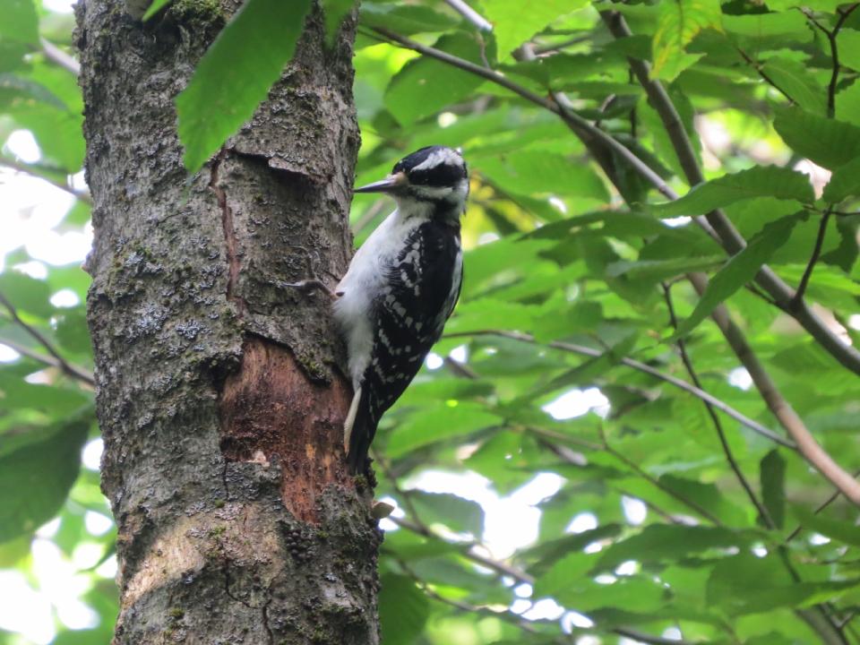 OK Slip Falls Hairy Woodpecker