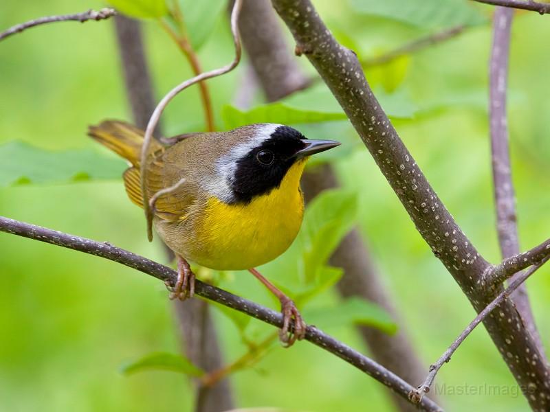 Common Yellowthroat (male)