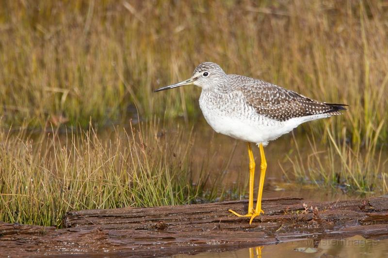 Greater Yellowlegs