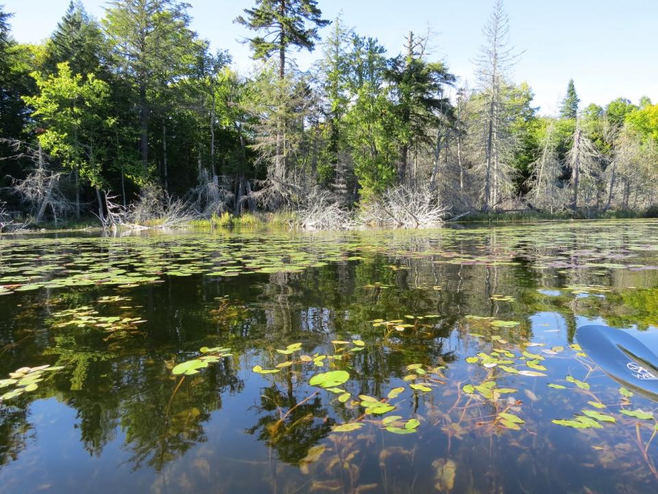 Essex Chain Lakes, water lilies