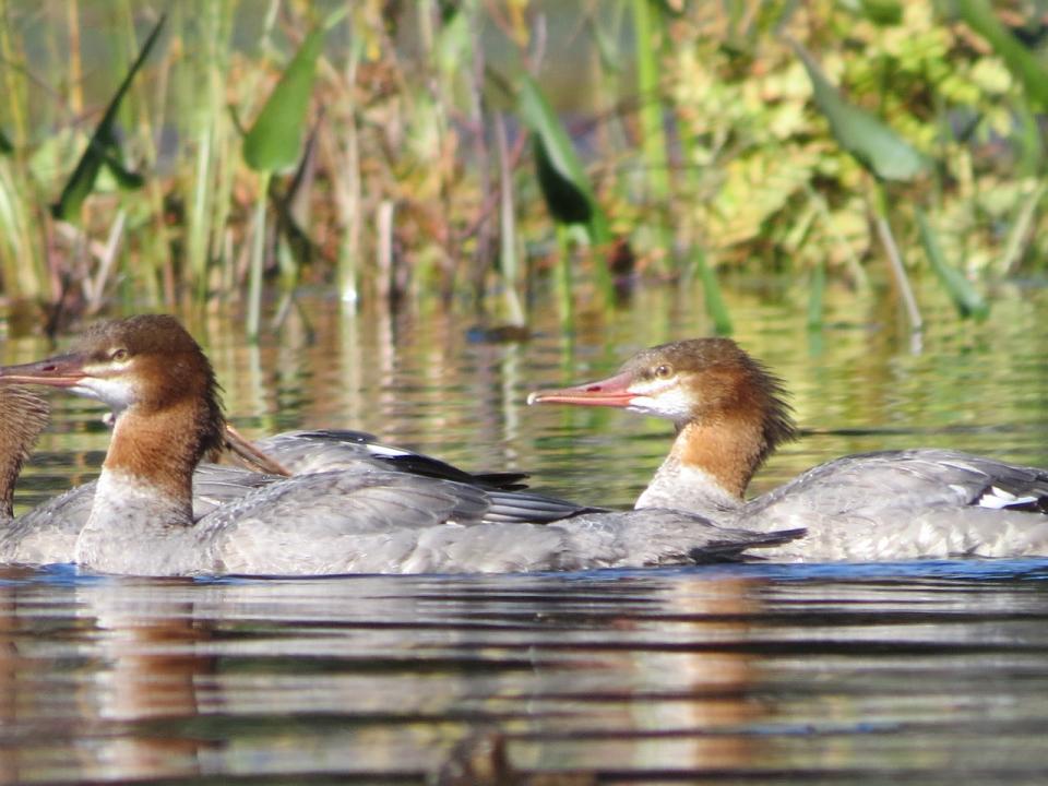 Essex Chain Lakes, Common Mergansers