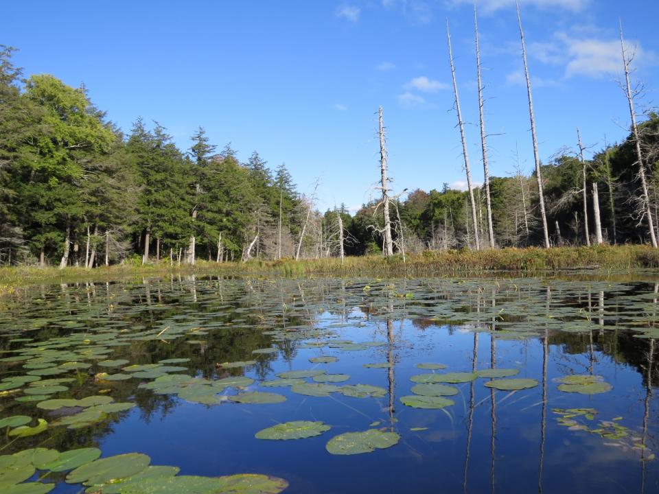 Essex Chain Lakes, Fifth to Sixth Lake