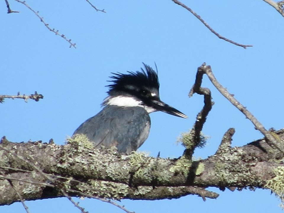 Belted Kingfisher