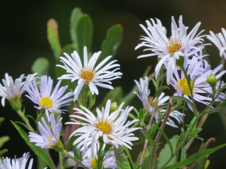 Purple asters