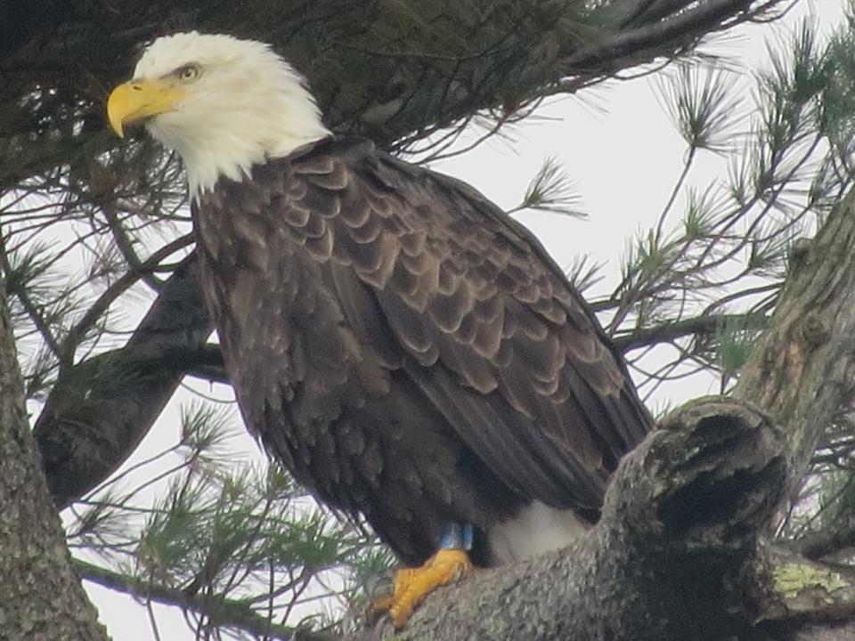 Lake Lila Bald Eagle