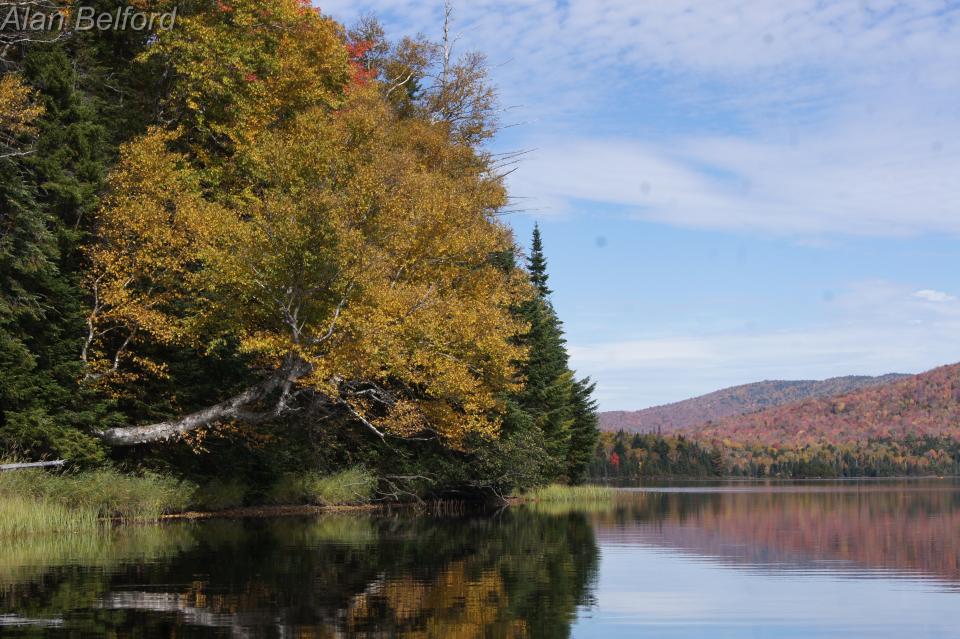 fall trees Cedar River Flow