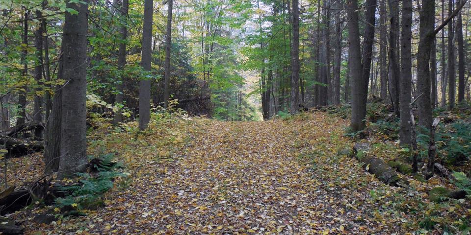 Trail to Peck's Grave