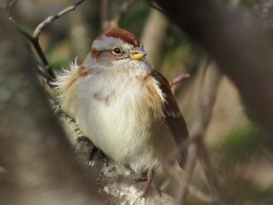 American Tree Sparrow