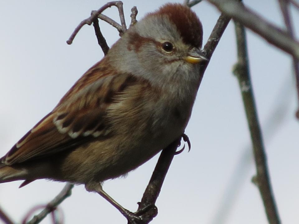 American Tree Sparrow