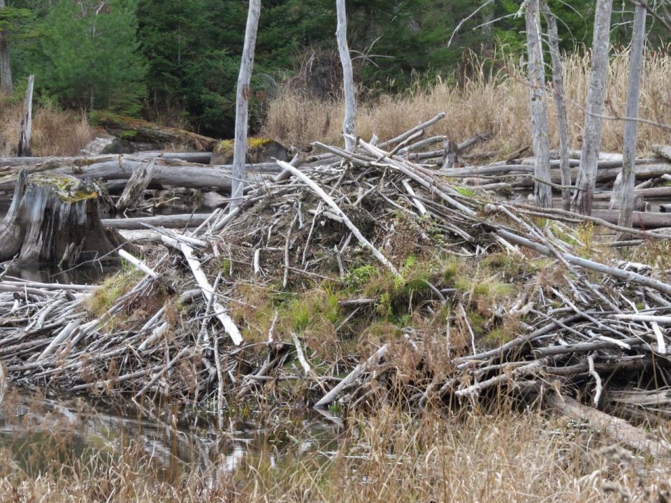 Chain Lakes Road South Beaver House