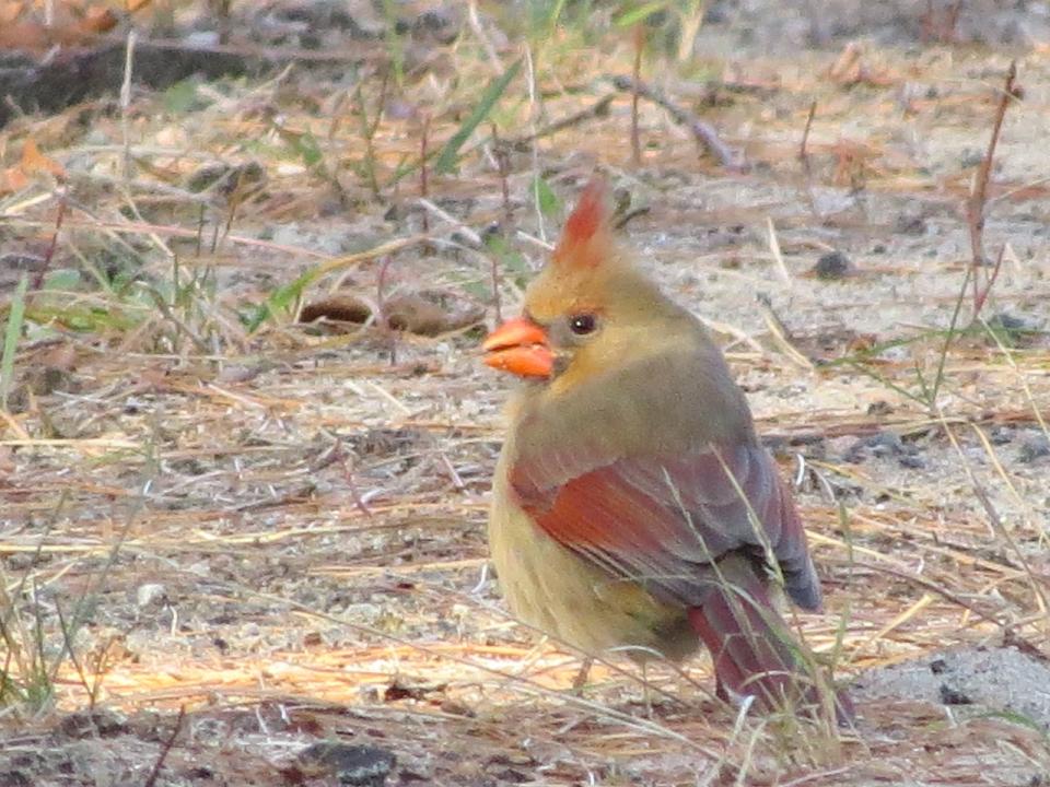 Northern Cardinal