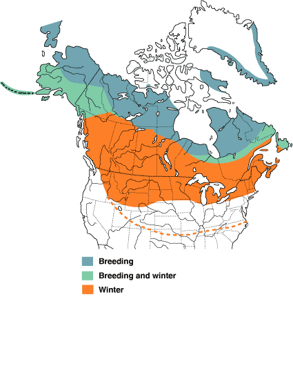 Common Redpoll Range Map